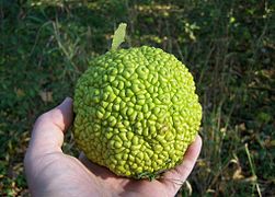 Osage Orange Fruit